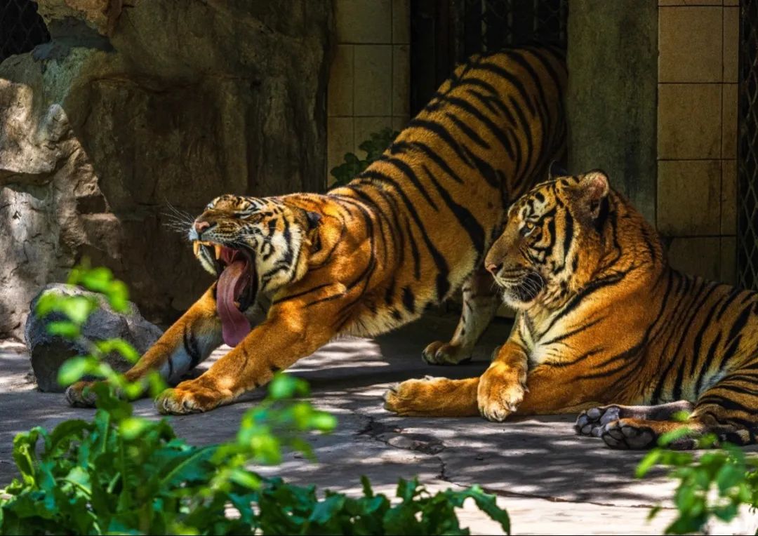 【活动】有你的作品吗?上海动物园建园70周年摄影比赛获奖名单出炉