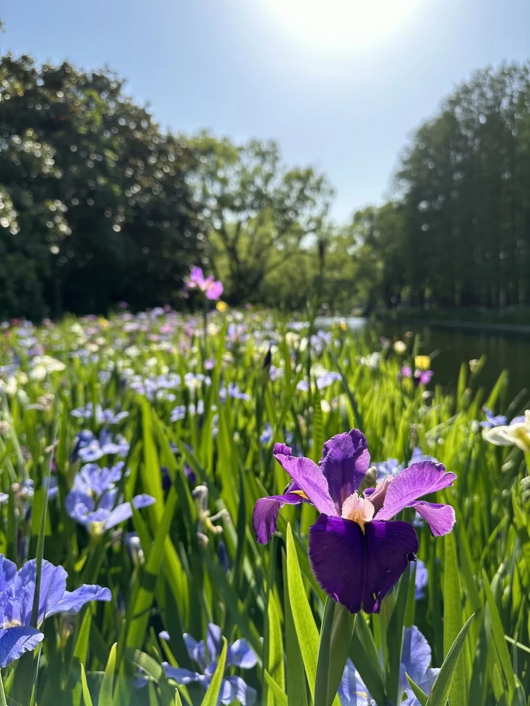 水岸边的"精灵"美爆了!