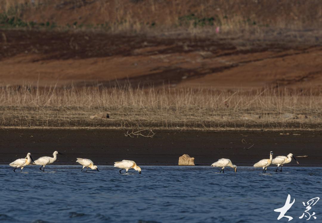枣庄市市中区周村水库浅水滩区,几只白琵鹭时而觅食