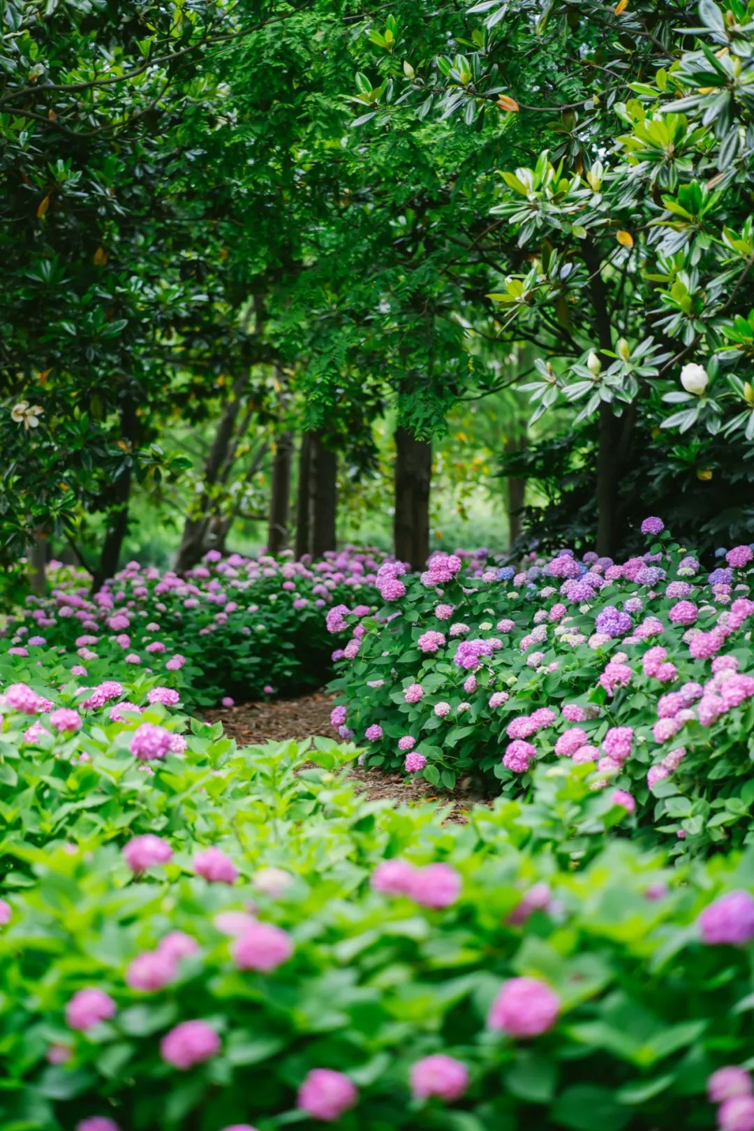 【活动】2024上海滨江森林公园八仙花展即将开幕!都有哪些看点