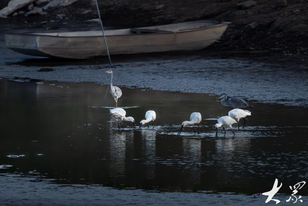 枣庄市市中区周村水库浅水滩区,几只白琵鹭时而觅食