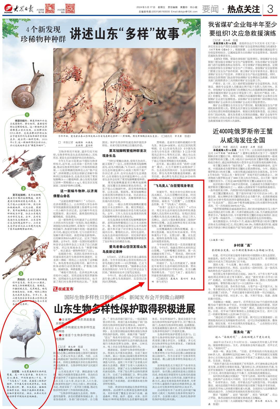 讲述山东"多样"故事|"飞鸟美人"白琵鹭现身枣庄