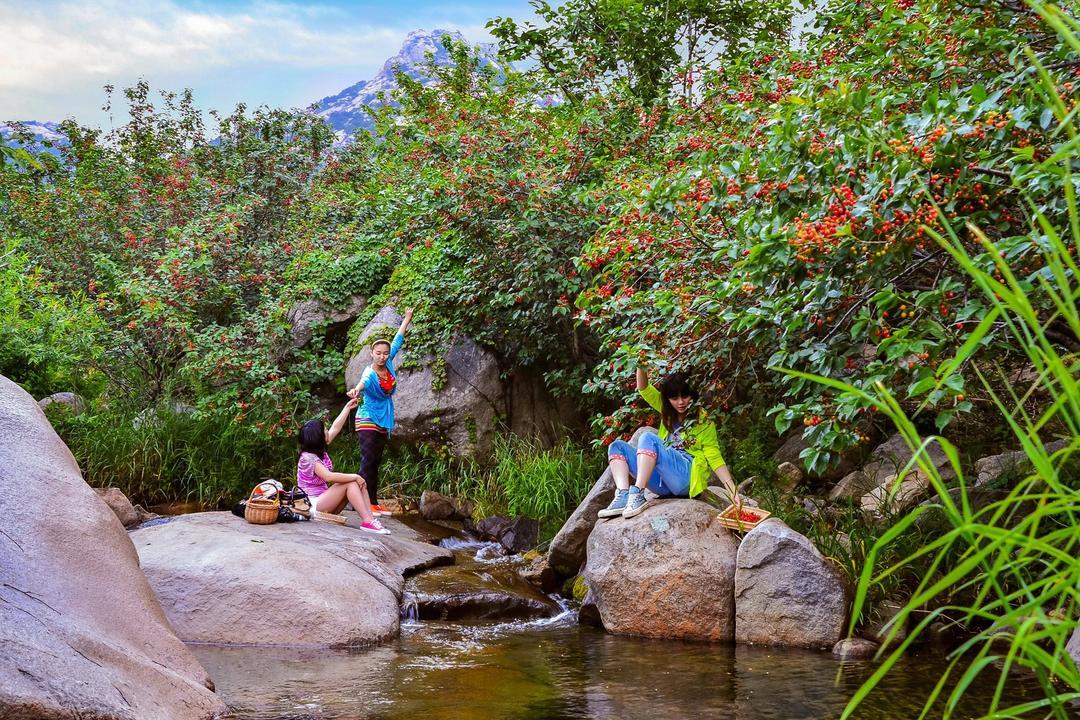 2024第二十届威海(文登)昆嵛山樱桃文化节今天开幕