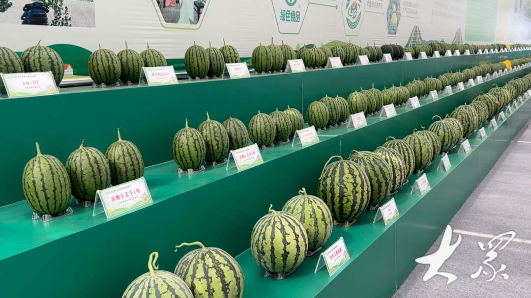 2024潍坊昌乐西瓜节开幕