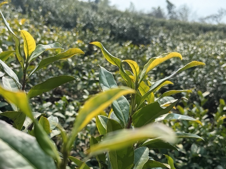 衔茶太太jk样机图片