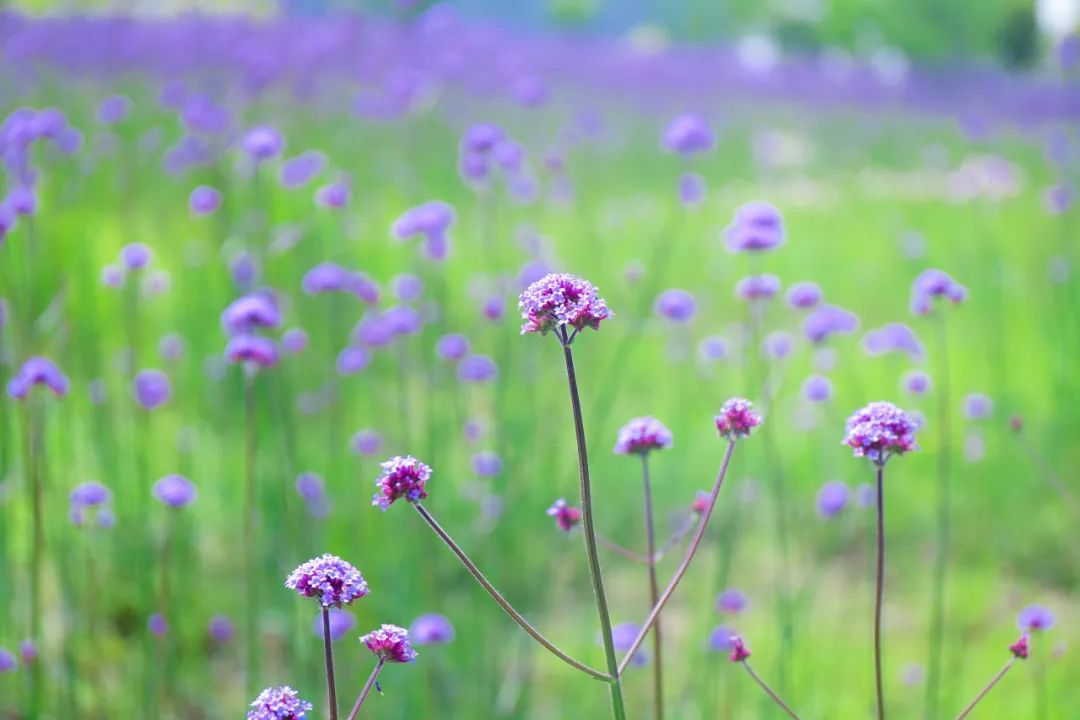 美的不像话!奉贤这里的公园内竟藏着一片梦幻紫色花海