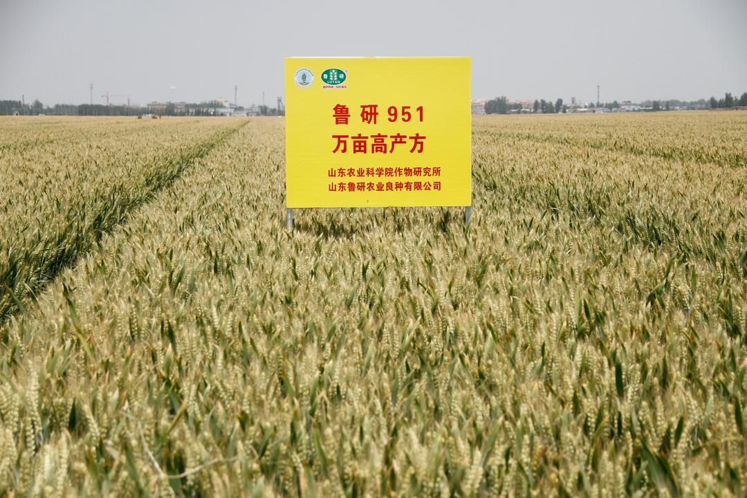 鲁研373小麦品种简介图片