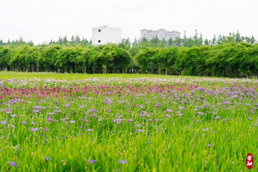 崇明植物园图片