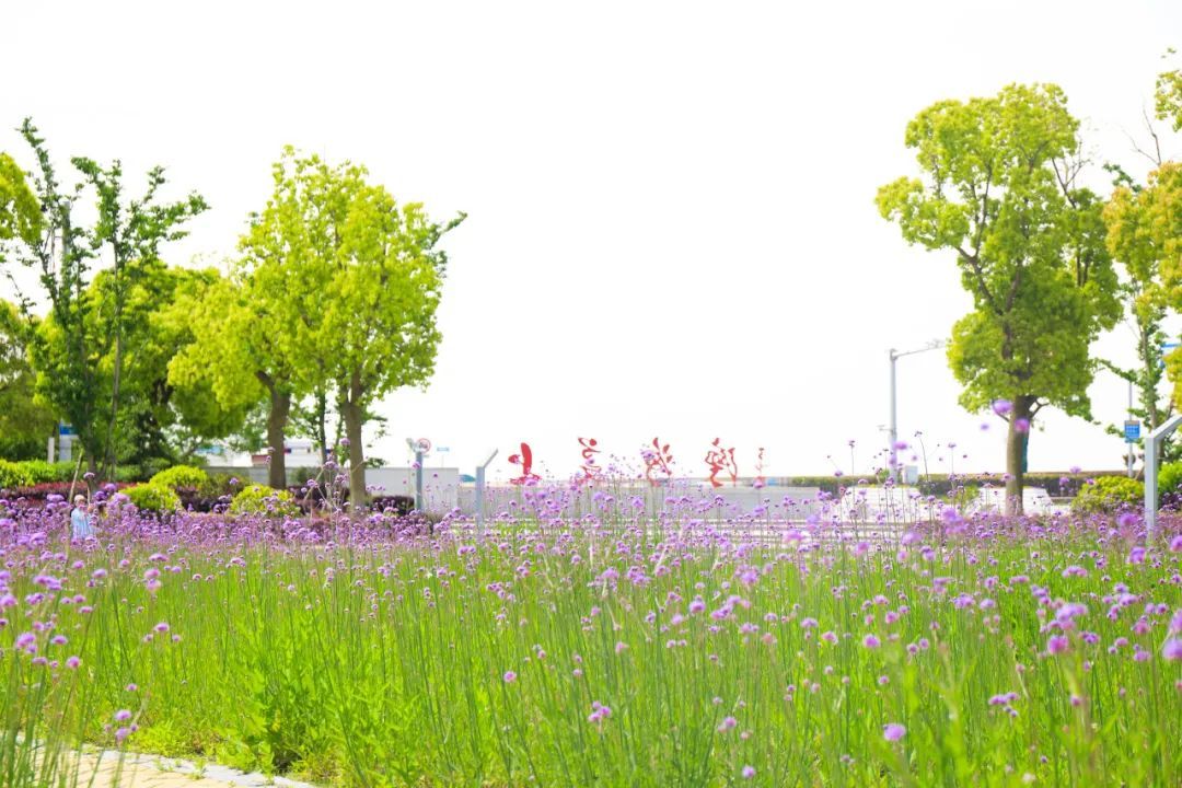 美的不像话!奉贤这里的公园内竟藏着一片梦幻紫色花海