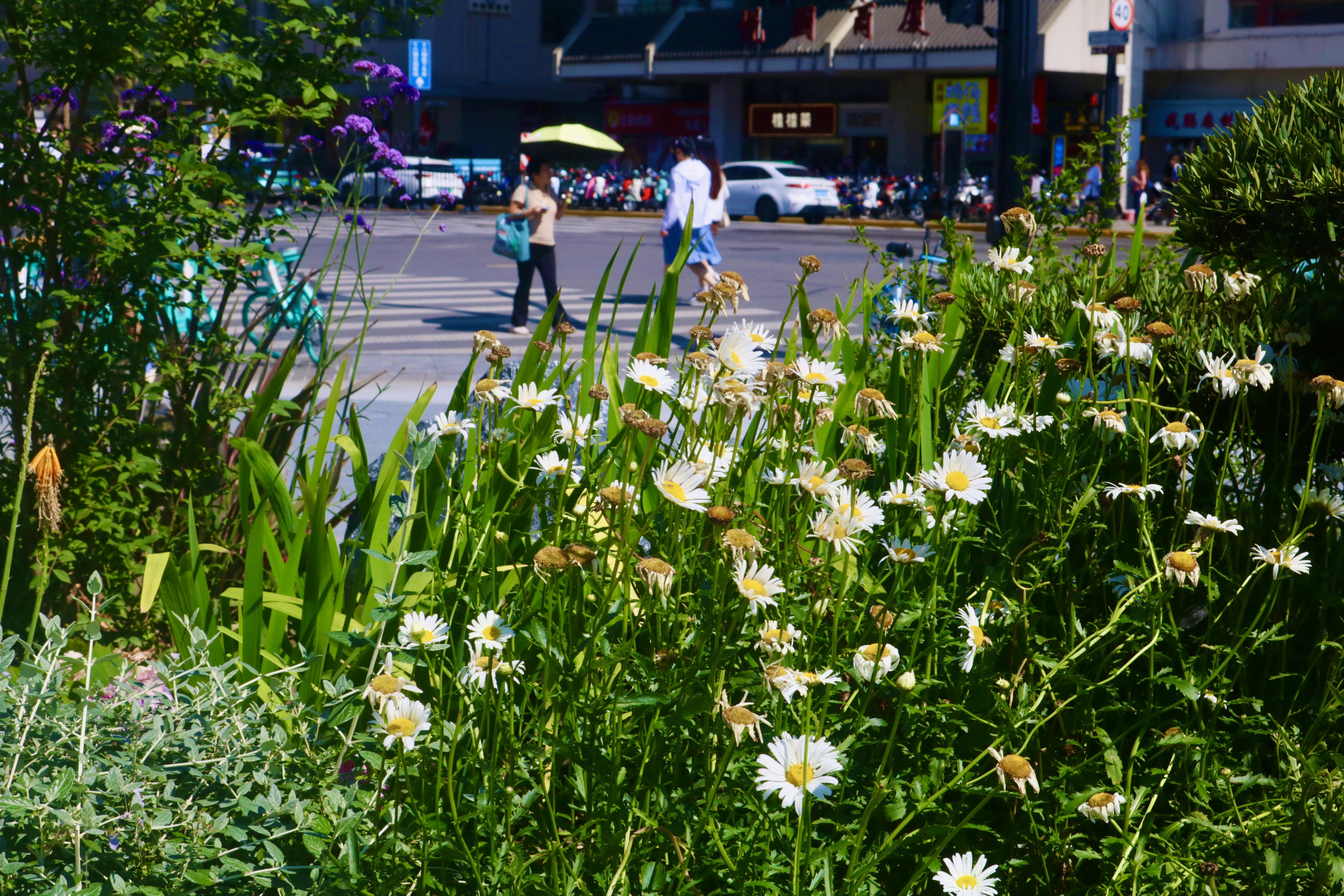 在如诗如画的"窠石园","豫"见美好!
