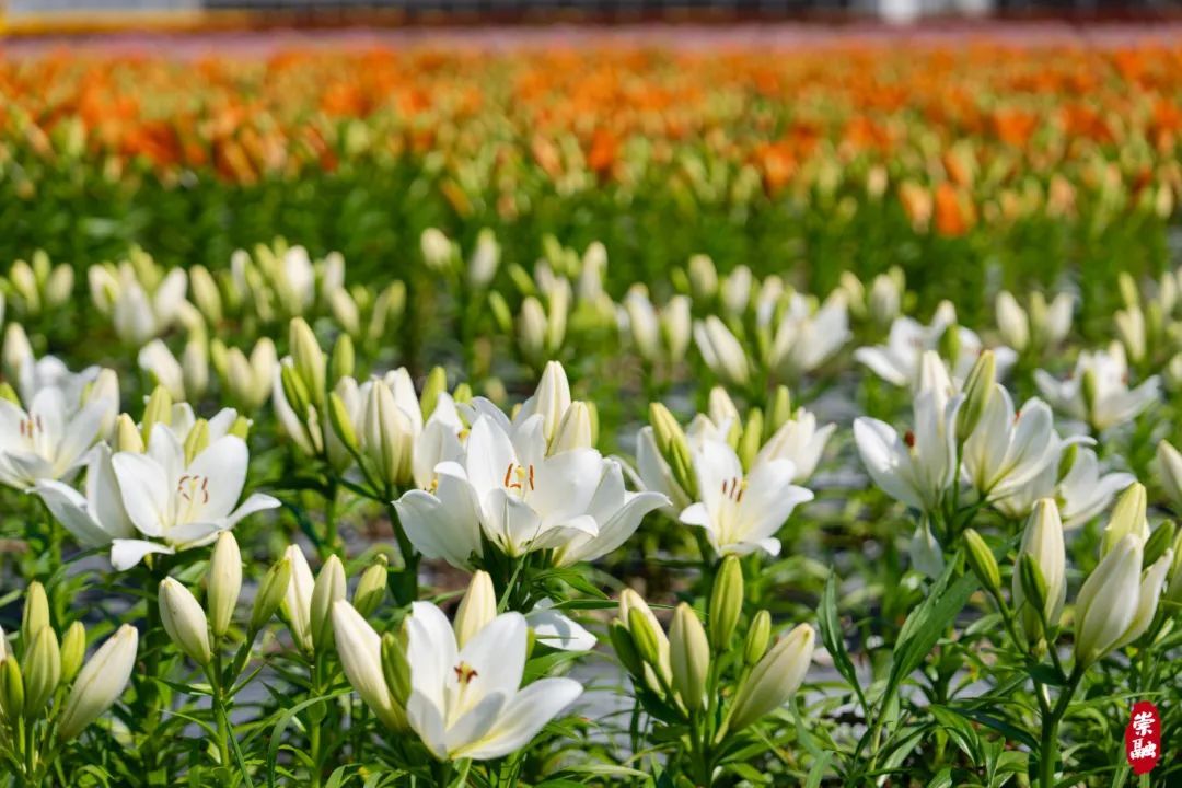 一大片百合花图片图片