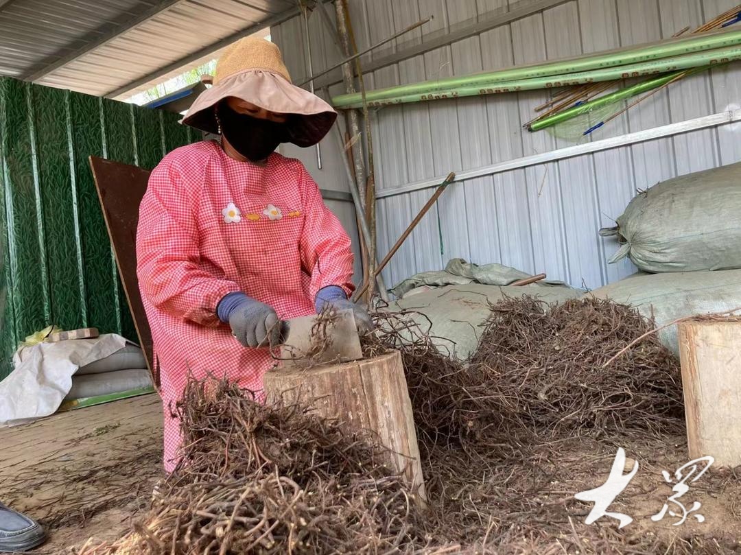 解码"鲁西塞罕坝"③|聊城将继续创造黄河故道沙区高质量发展新奇迹