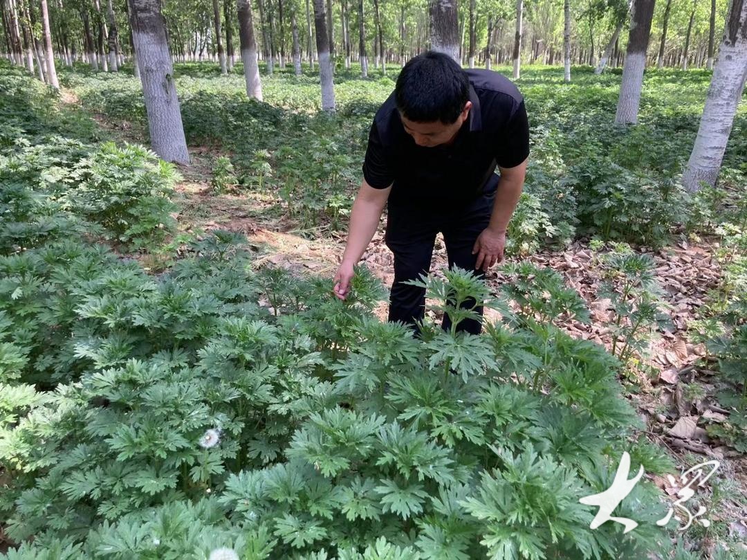 解码"鲁西塞罕坝"③|聊城将继续创造黄河故道沙区高质量发展新奇迹