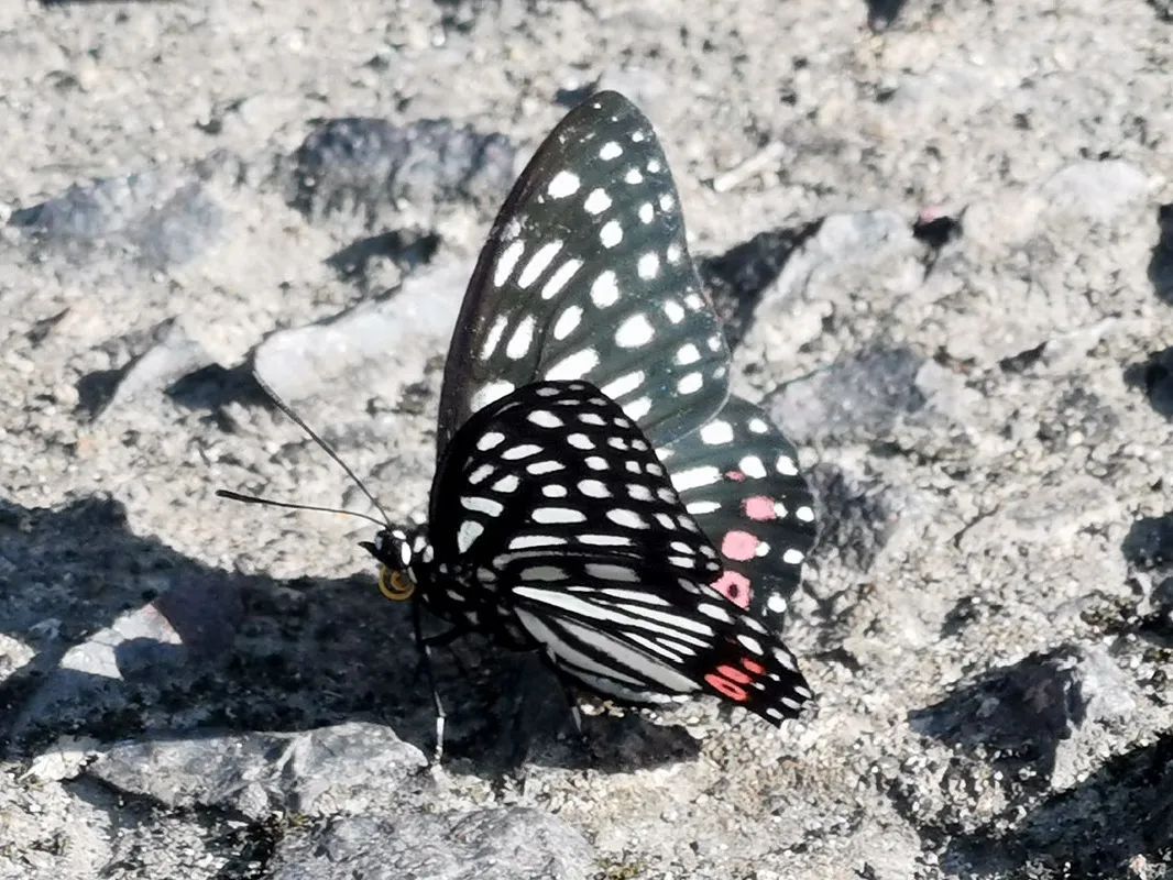 黑脉蛱蝶黑脉蛱蝶是中型蝴蝶,翅膀白色并有发达的黑色脉纹,后翅末端