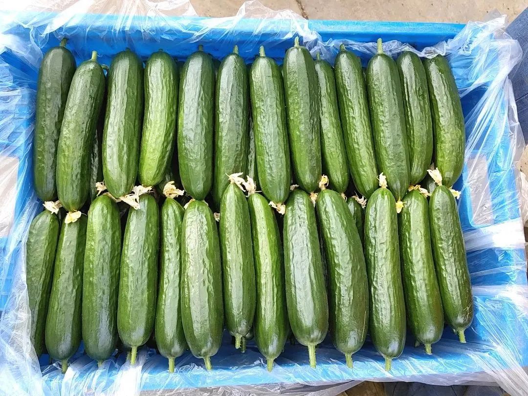 一口"嘎嘣脆"!崇明水果黄瓜新品种上市