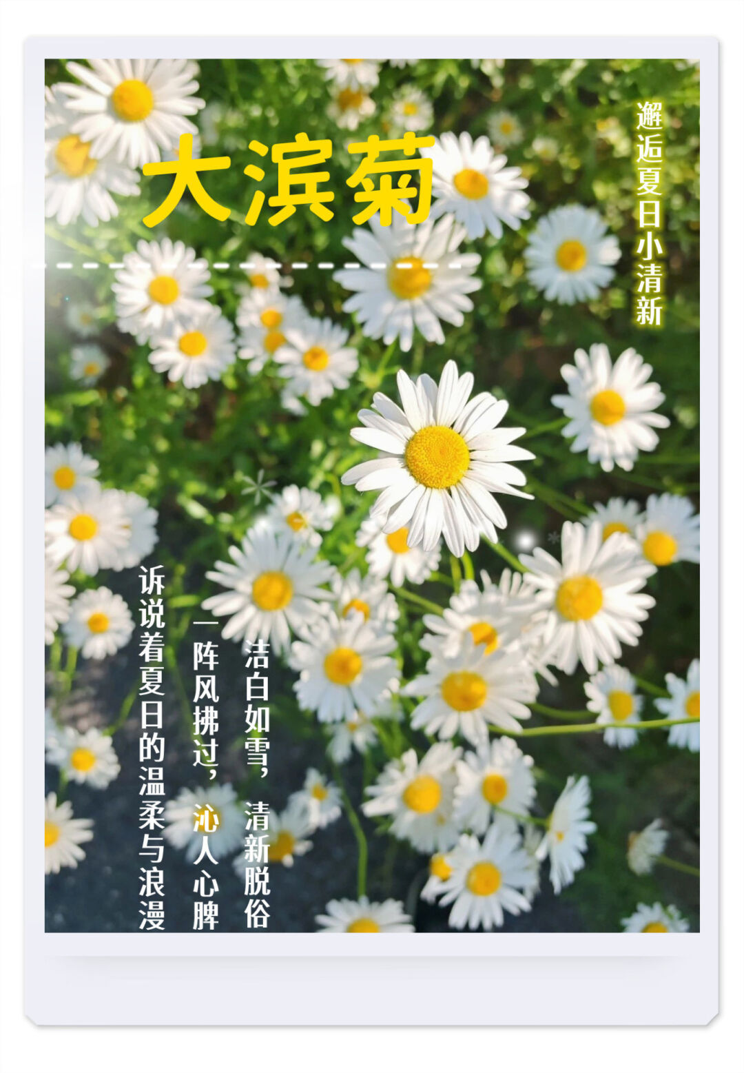 限定花期封面图片