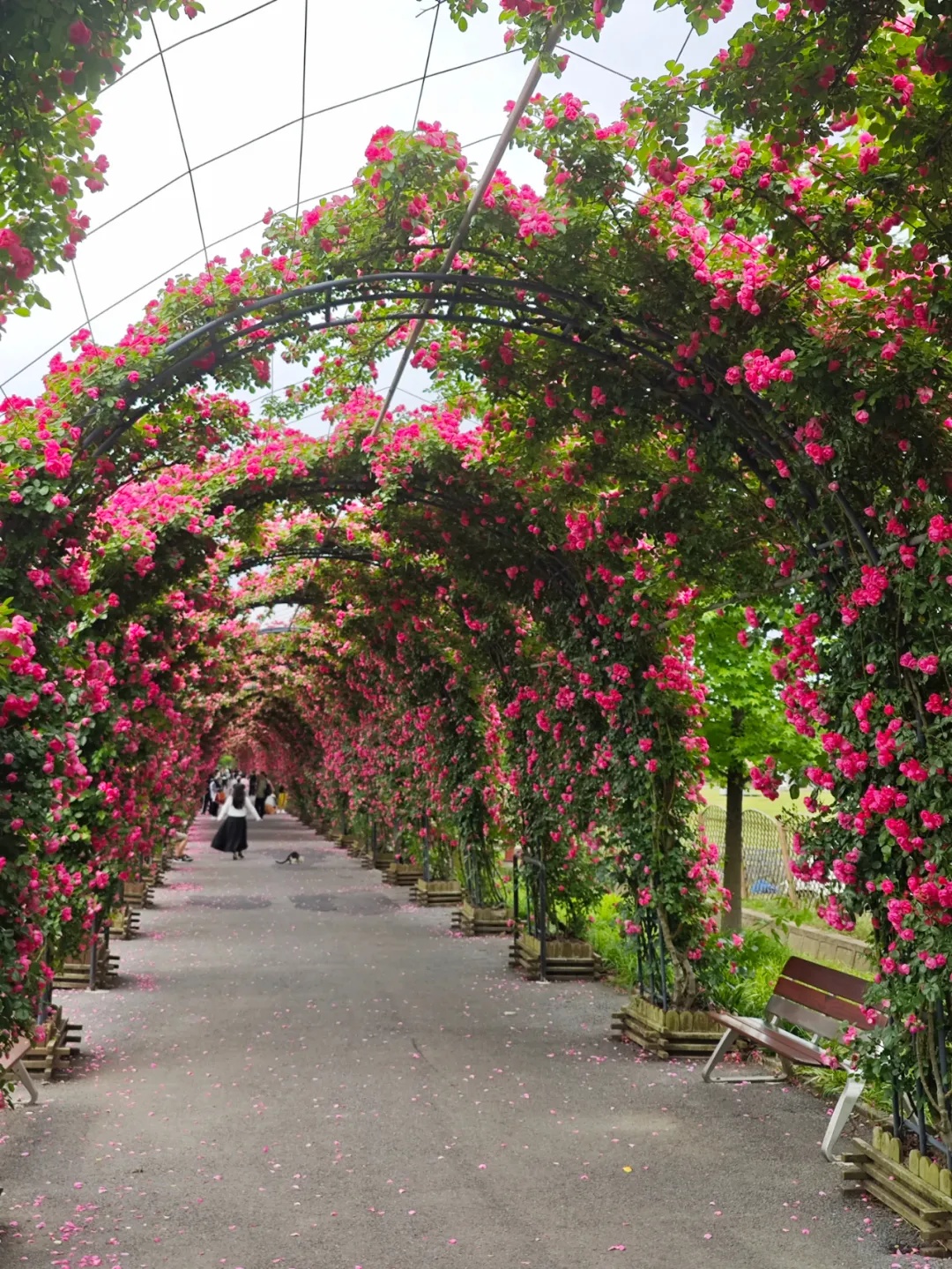 超适合初夏!郊野公园有新玩法