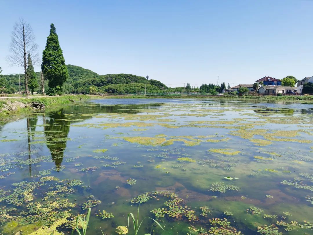 松江启动这一全市试点,打造有"颜"又有"料"的特色乡村