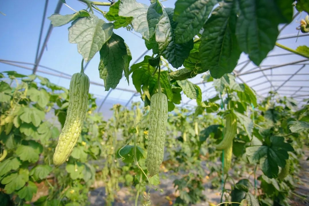 地产苦瓜"青脆1号"上市!