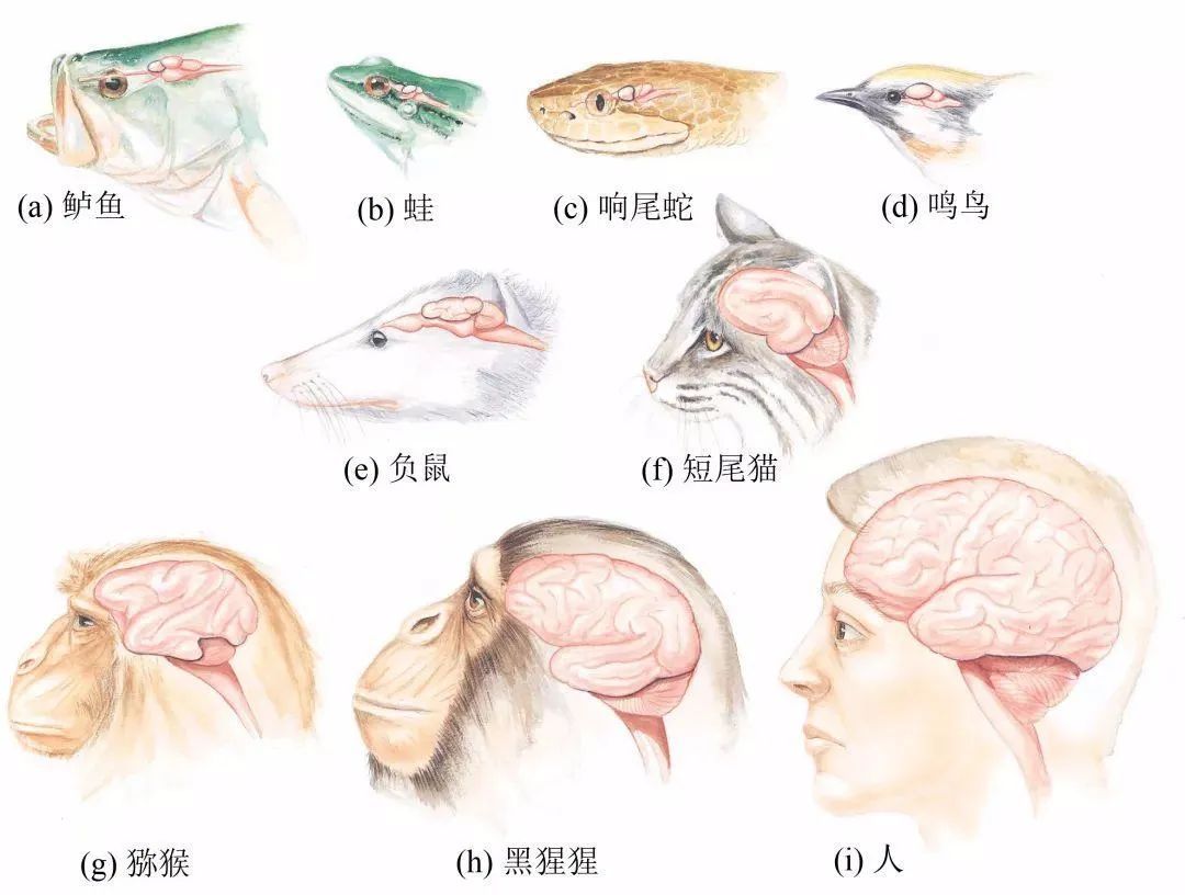 靠后天努力