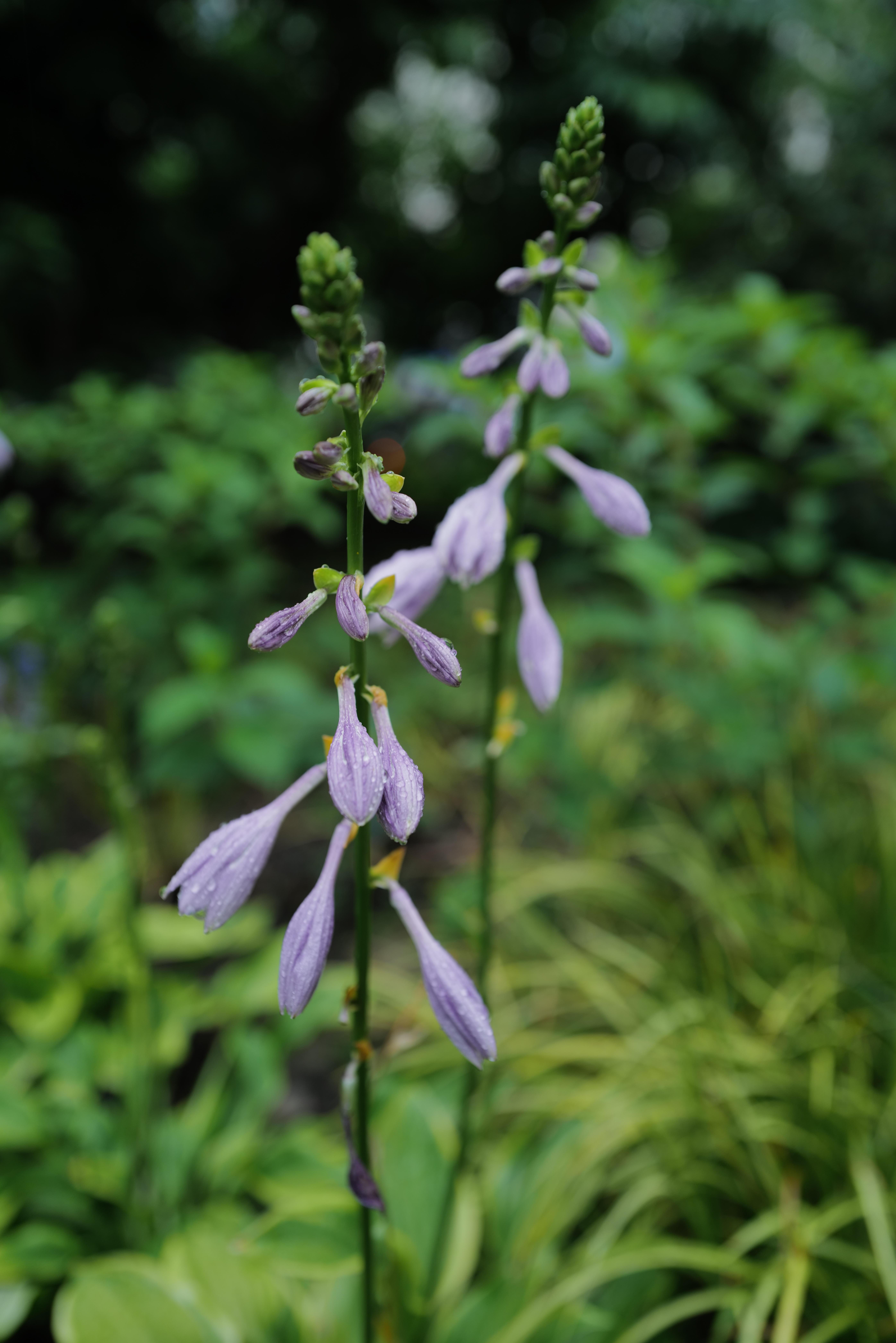 芳菲满园丨耐阴耐寒,生长强健!它是清雅别致的"江南第一花"