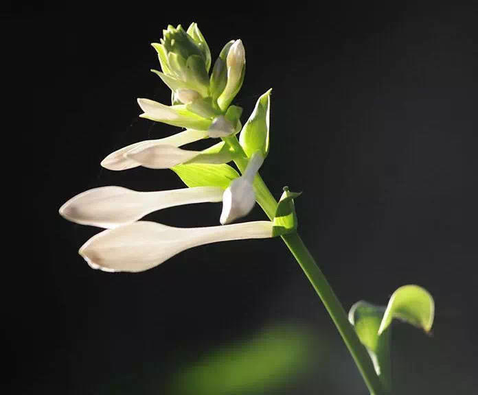 芳菲满园丨耐阴耐寒,生长强健!它是清雅别致的"江南第一花"