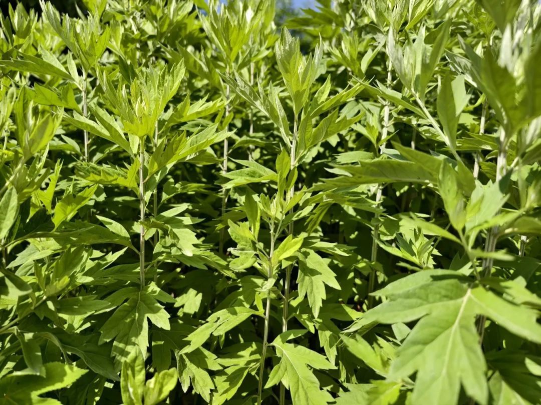 传统节日的新仪式感由火出圈的艾草开启