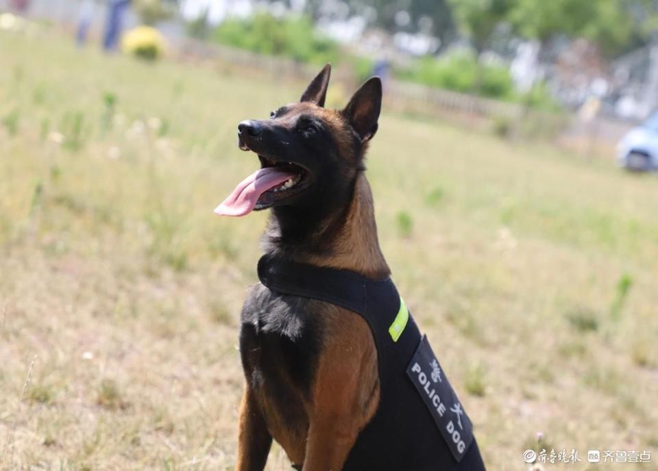 警犬训导员评价:全能型选手,擅长服从性训练,百里挑一.