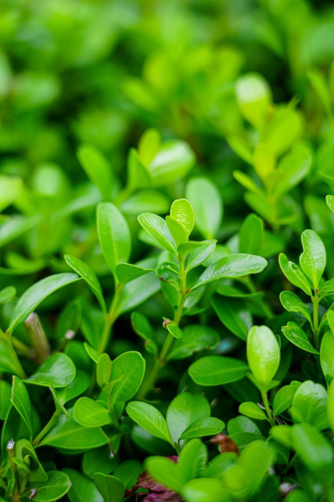 海控集团大卢河两岸改造提升项目多措并举践行绿色环保理念