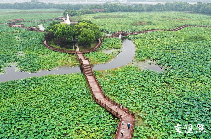 徐志强 摄 视觉江苏网供图作为江南水乡最大的荷花主题公园,苏州荷塘