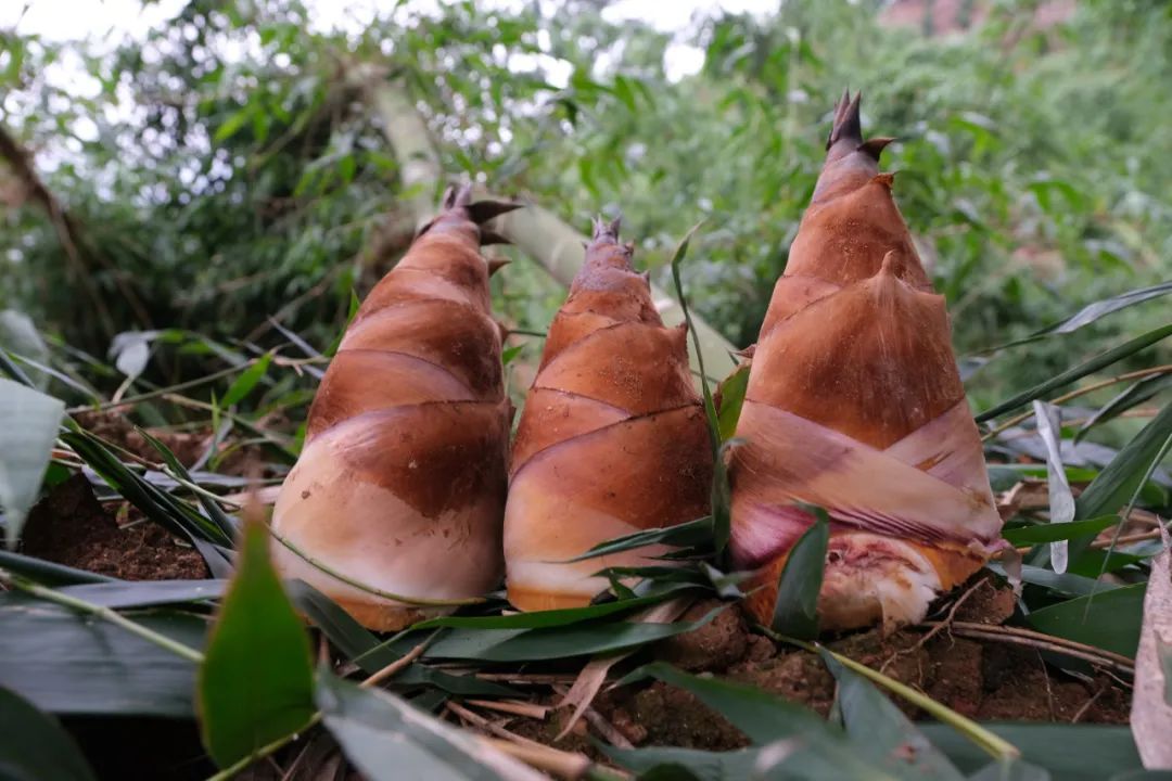 产业合作 | 马台乡竹笋产业"味儿甜"