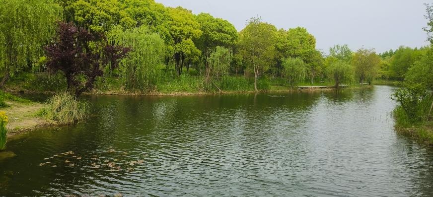 夏日沪水游丨宝山:罗泾水源涵养林,约上三五好友,一起森呼吸吧
