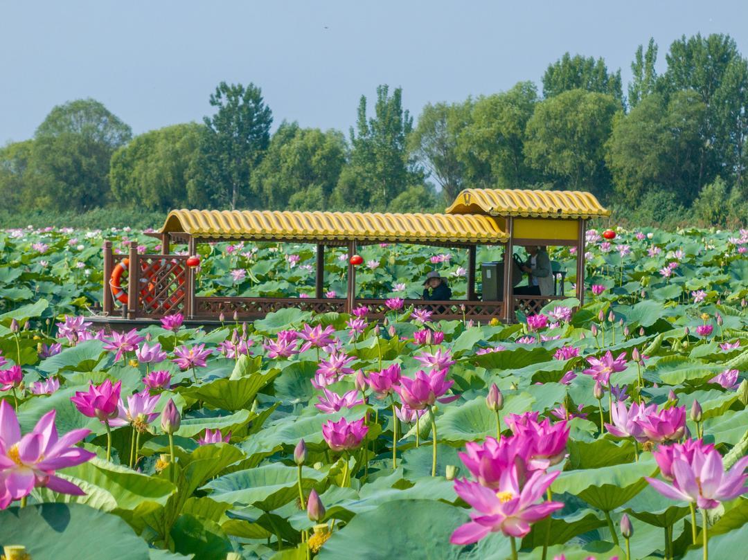 微山县旅游景点有哪些图片