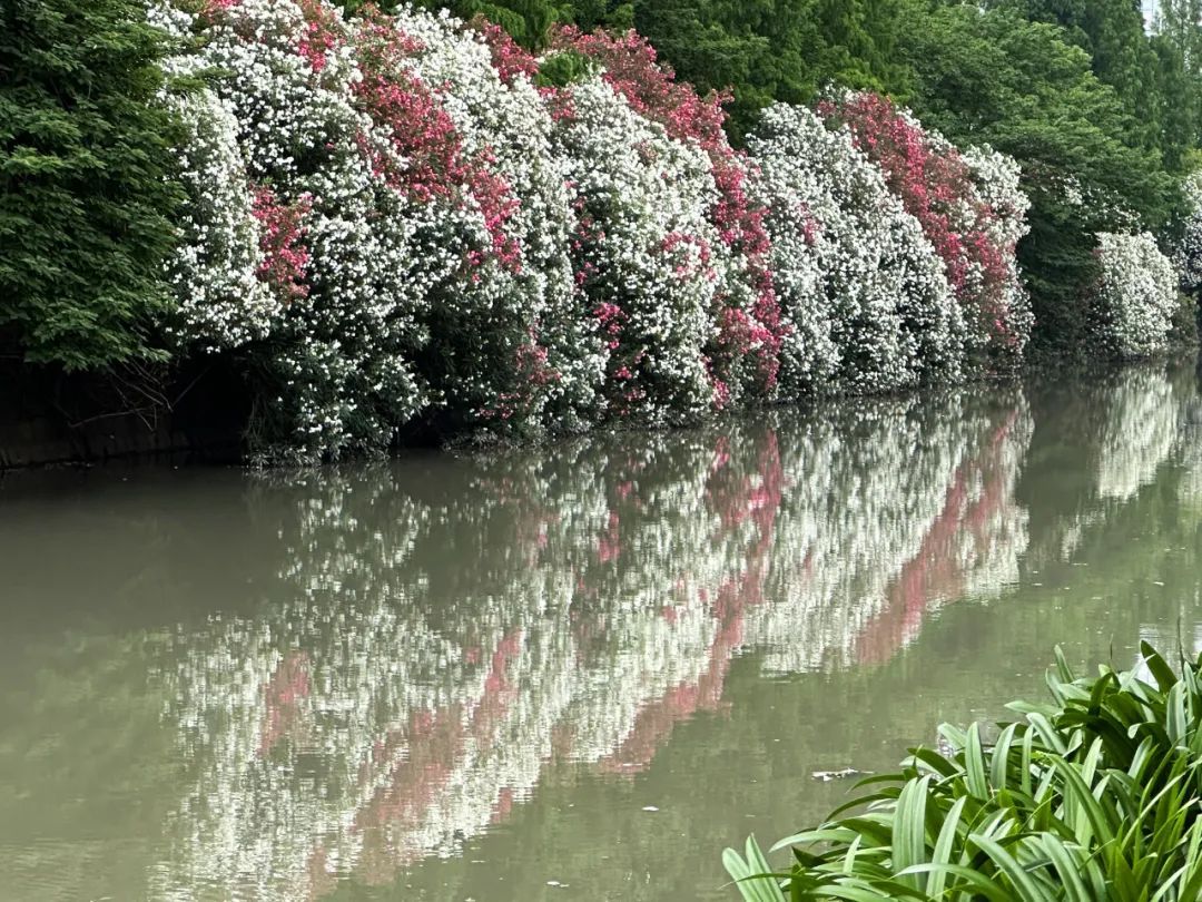 闵行花海公园图片