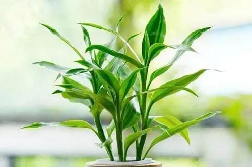 解锁"除湿小能手"!梅雨季家居必备绿植盆栽