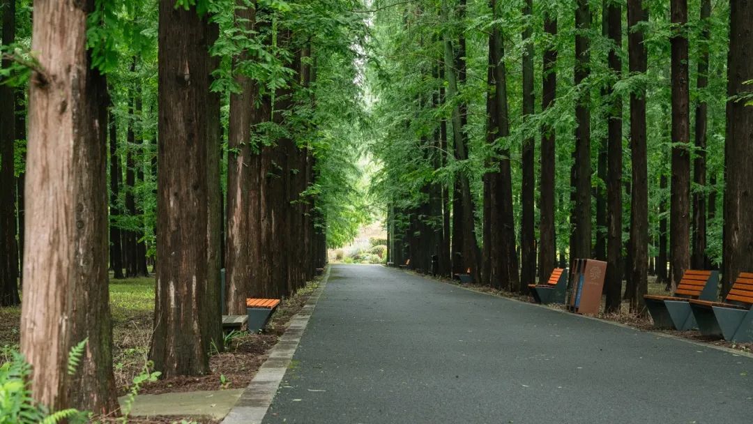 夏花绽放,来崇明森林公园赏景避暑