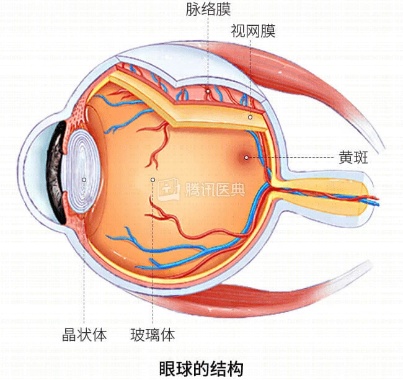 我的位置  上观号 上海杨浦 文章详情 视网膜脱离是一种严重且常见的