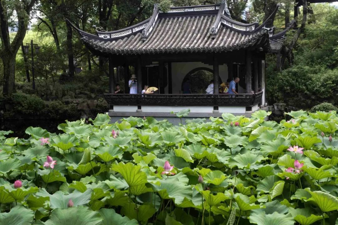 上海古猗园荷花睡莲迎来盛花期