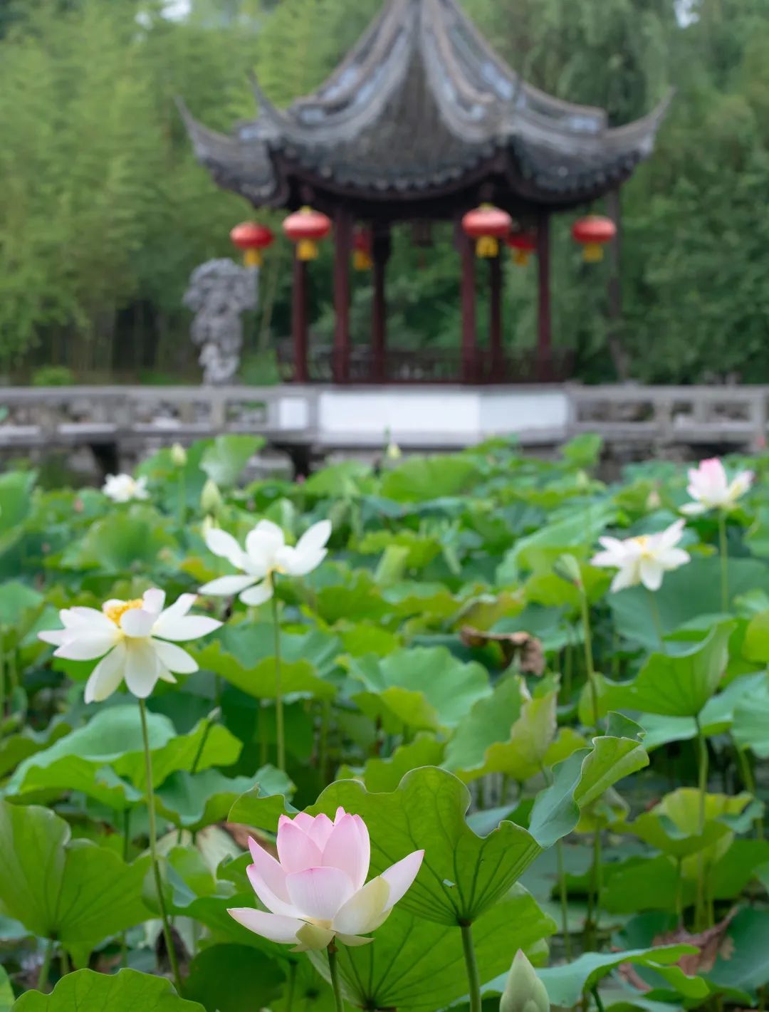 江南荷花亭子风景图片图片