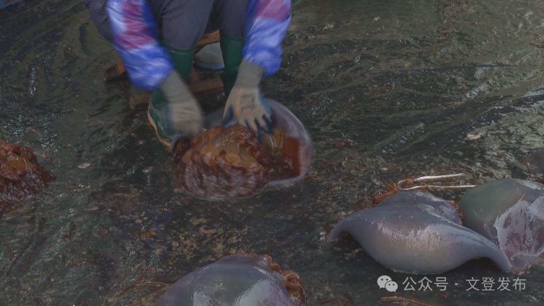 文登:人工养殖海蜇喜获丰收