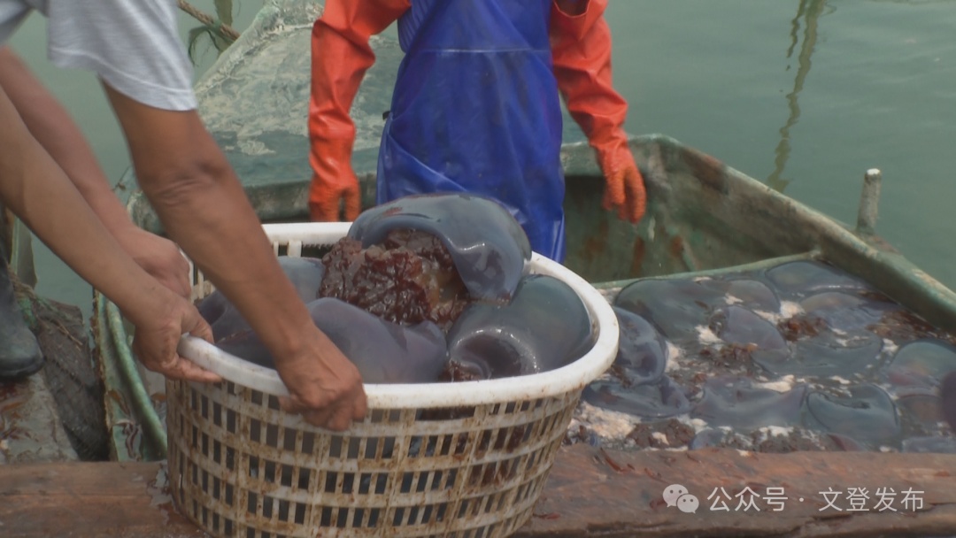 文登:人工养殖海蜇喜获丰收