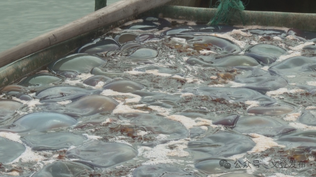 文登:人工养殖海蜇喜获丰收