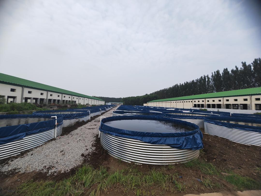 与山东健袖生态科技有限公司共同合作实现产业互补,目前养殖的泥鳅