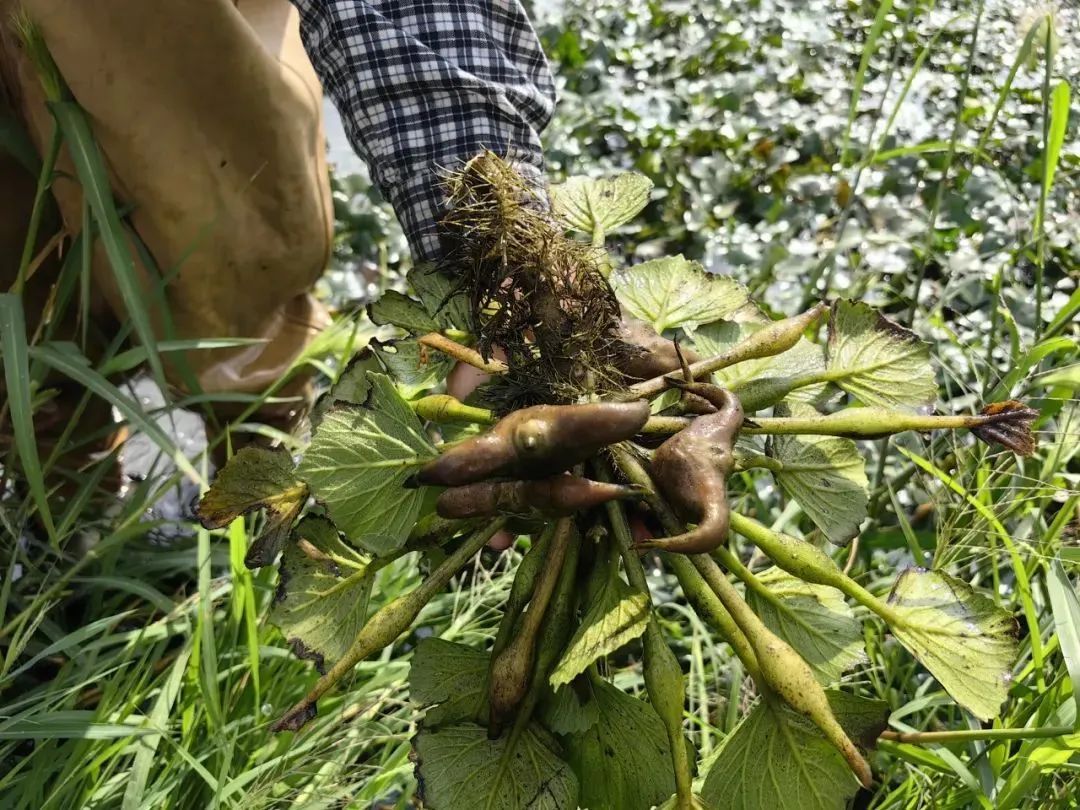 夏去秋来采菱忙,四团菱角正当季