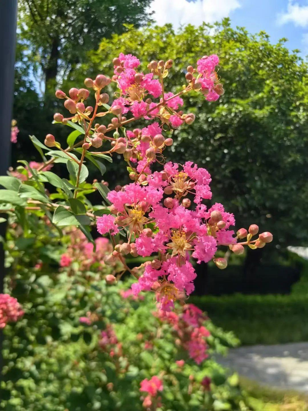紫薇花盛放,这份姹紫嫣红的浪漫等你来邂逅