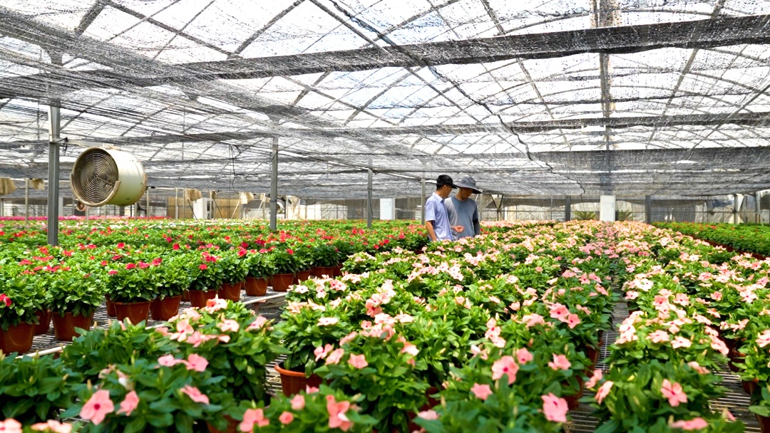 园艺行业毛利率60%可持续性分析