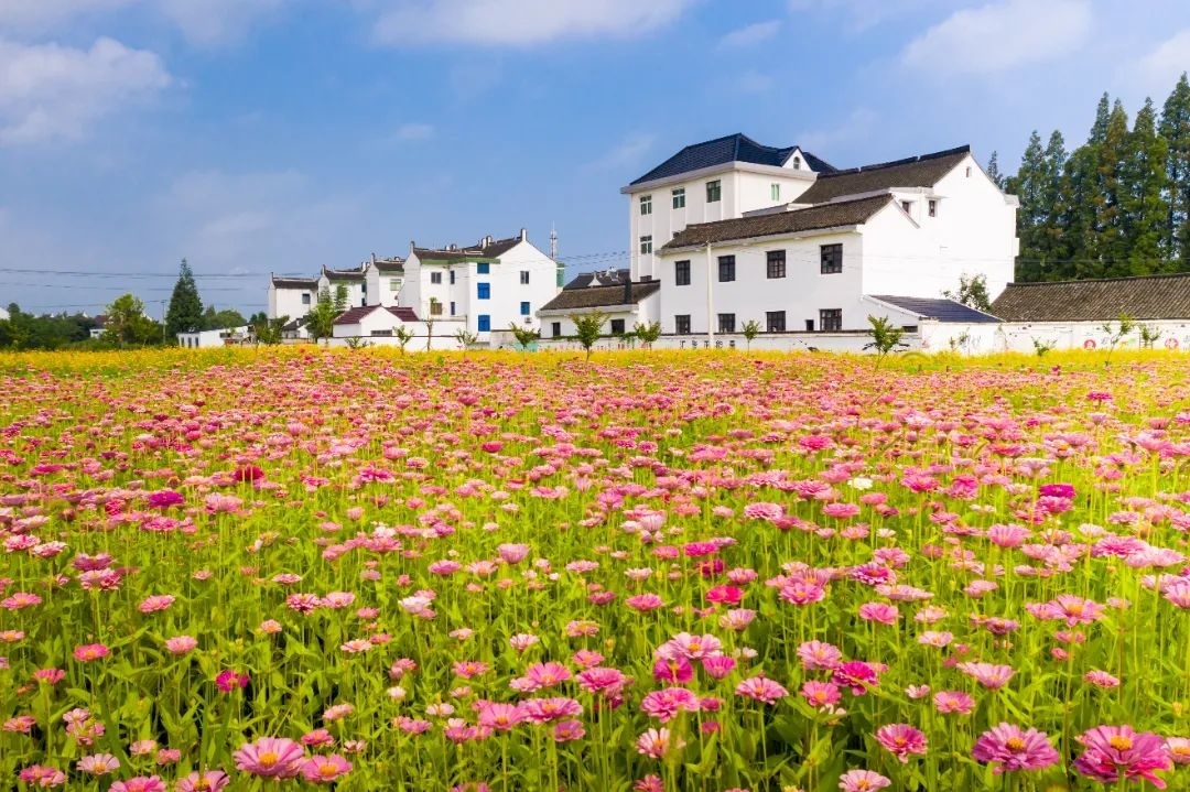 金山花海小镇图片