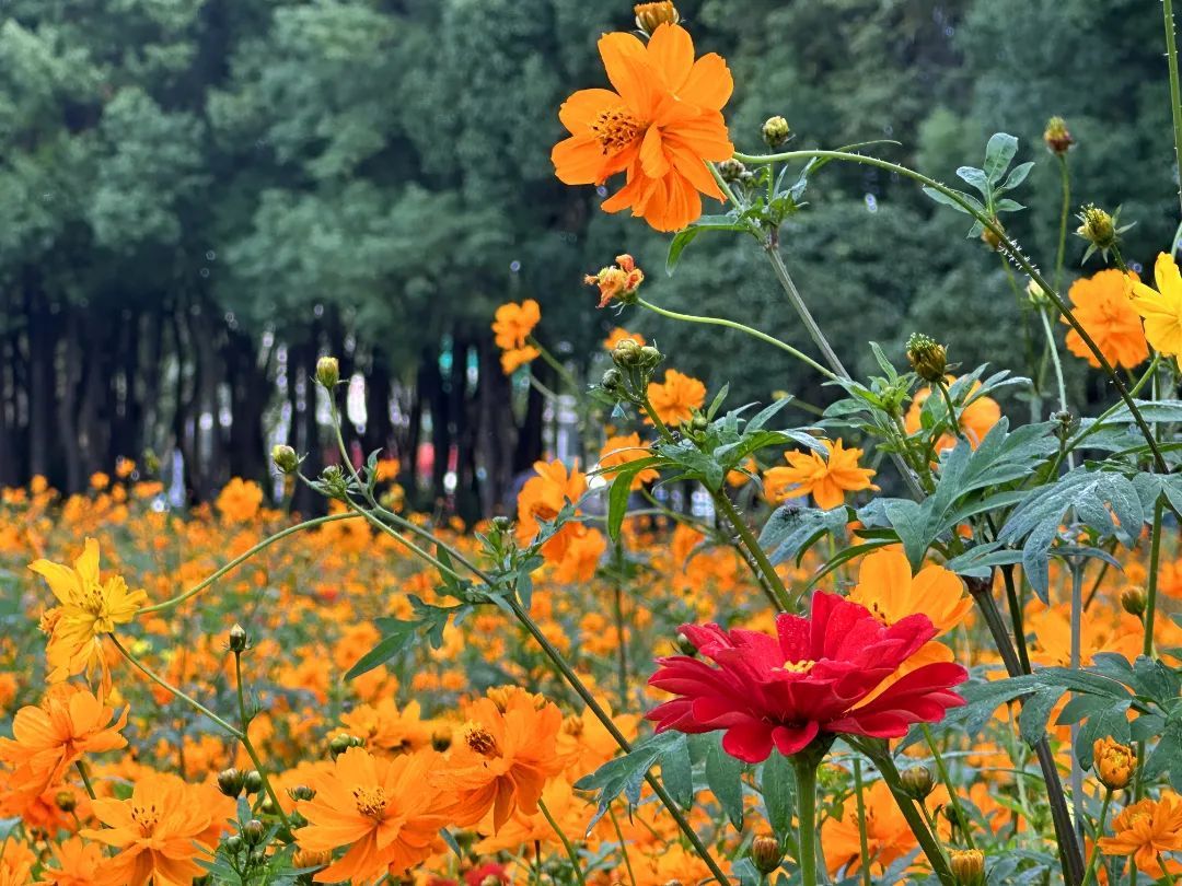 闵行花海公园图片