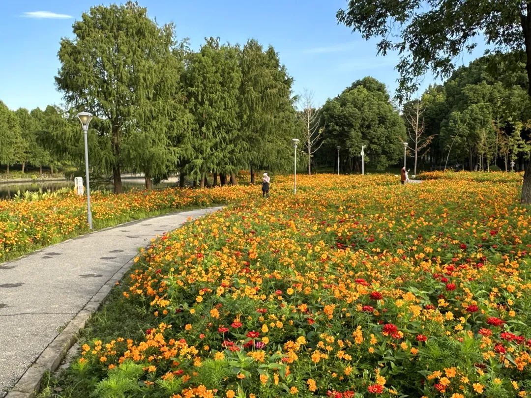 闵行花海公园图片