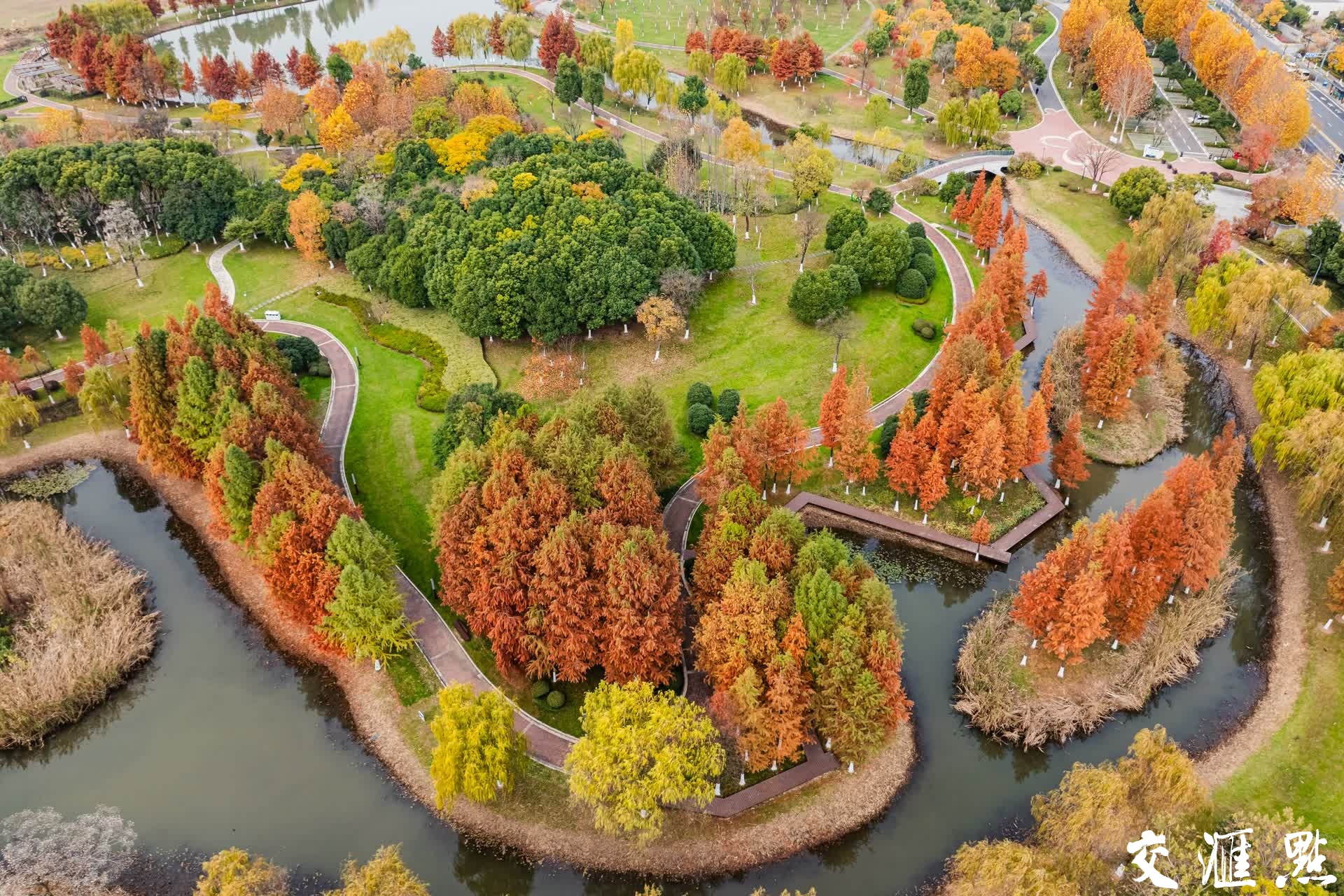 南京城市公园层林尽染醉初冬